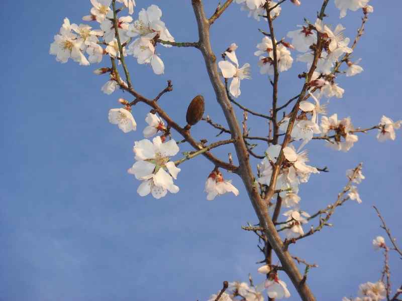 ALMENDRA VARIEDAD GUARA ALMENDRA VARIEDAD GUARA