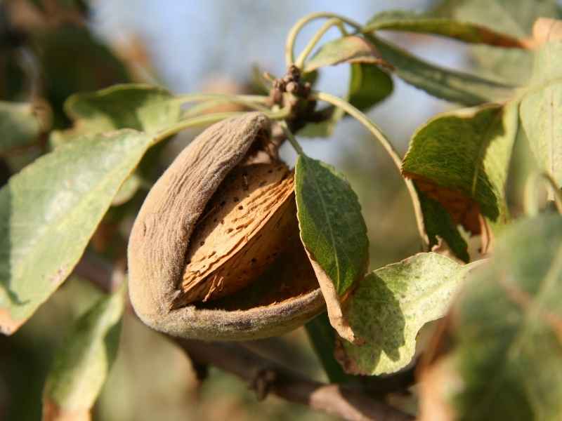 ALMENDRAS DE CALIDAD DESDE SU ORIGEN ALMENDRAS DE CALIDAD DESDE SU ORIGEN