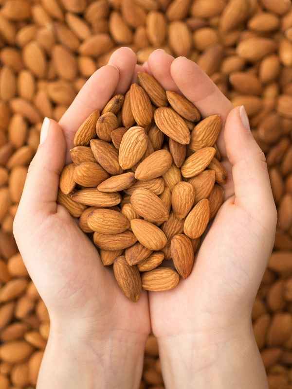 como cultivamos nuestras almendras como cultivamos nuestras almendras