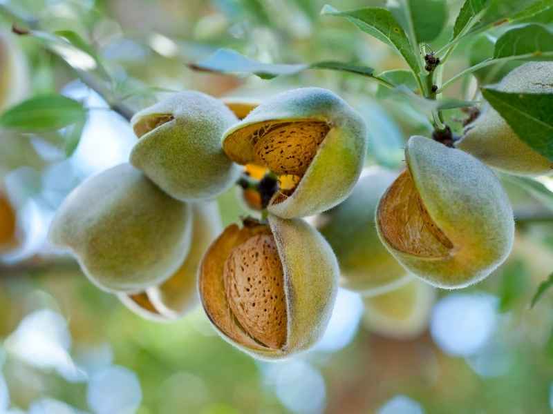 historia de almendras de perales historia de almendras de perales